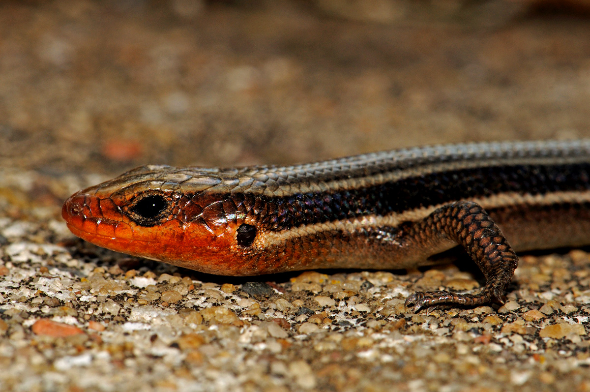 Common Fivelined Skink photo Rick Fridell photos at