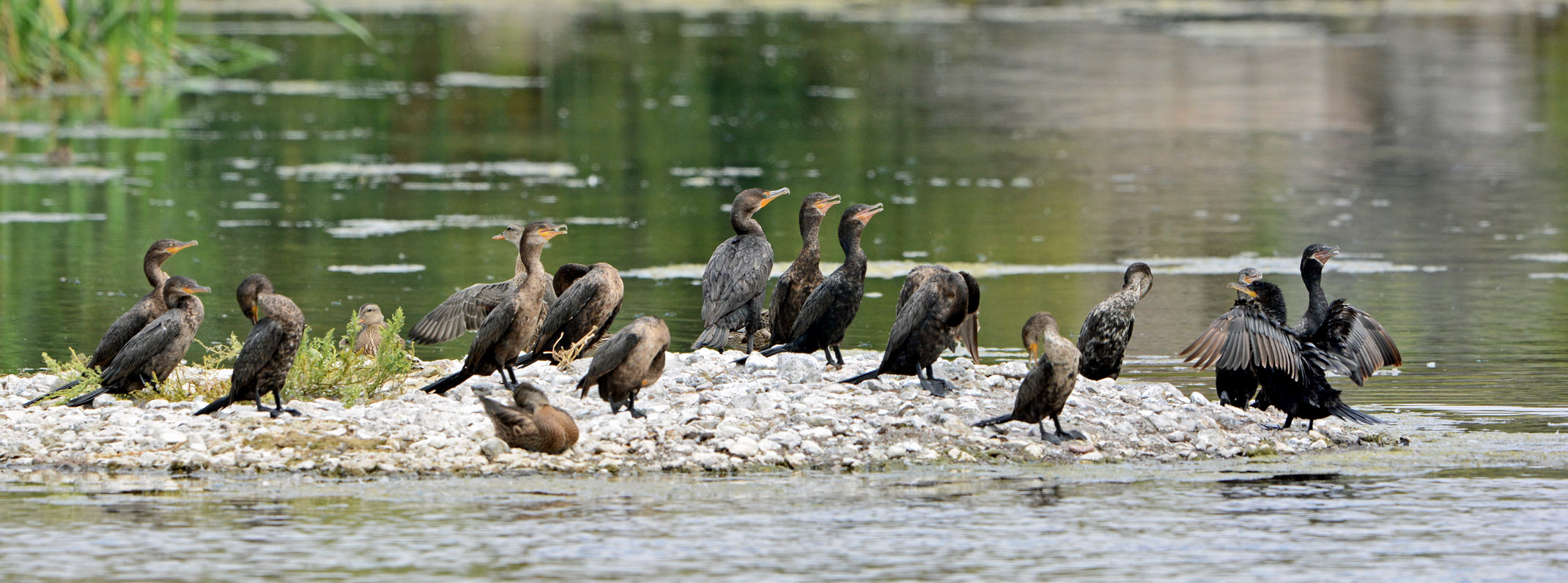 Neotropic Cormorants