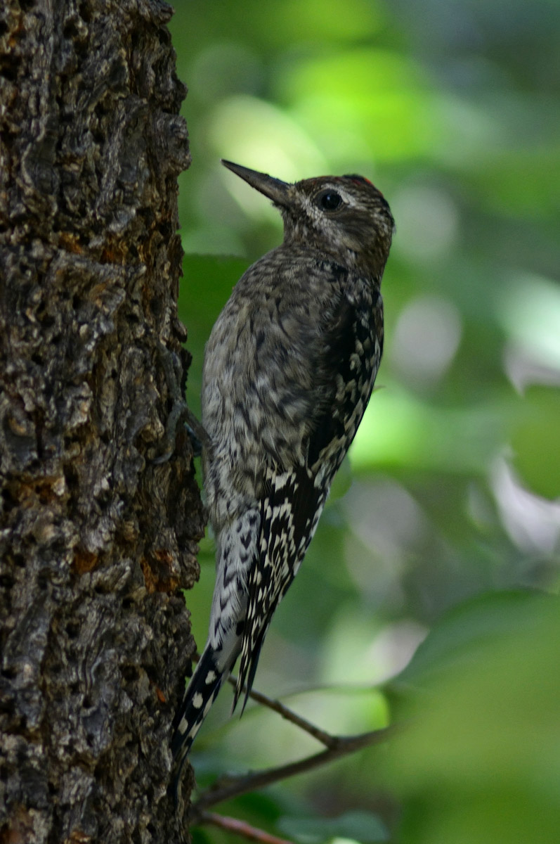 Yellow-bellied Sapsucker