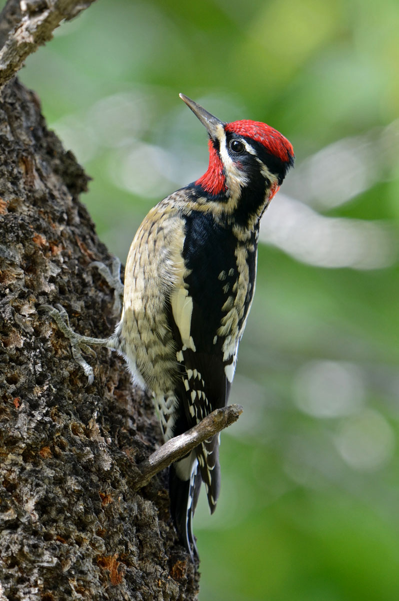 Red-naped Sapsucker