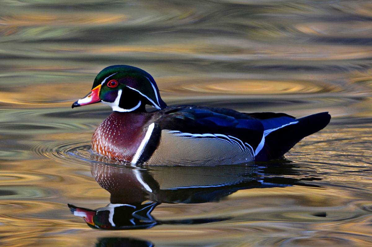 Wood Duck