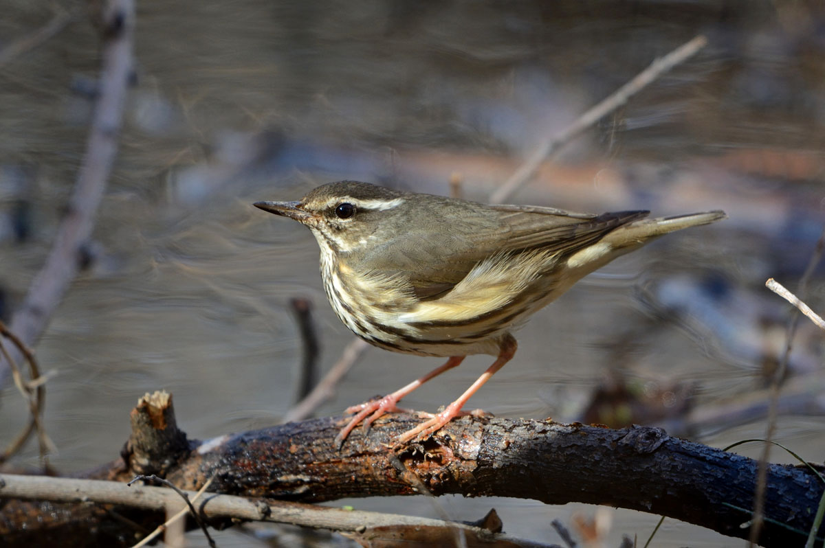 Louisiana Waterthrush