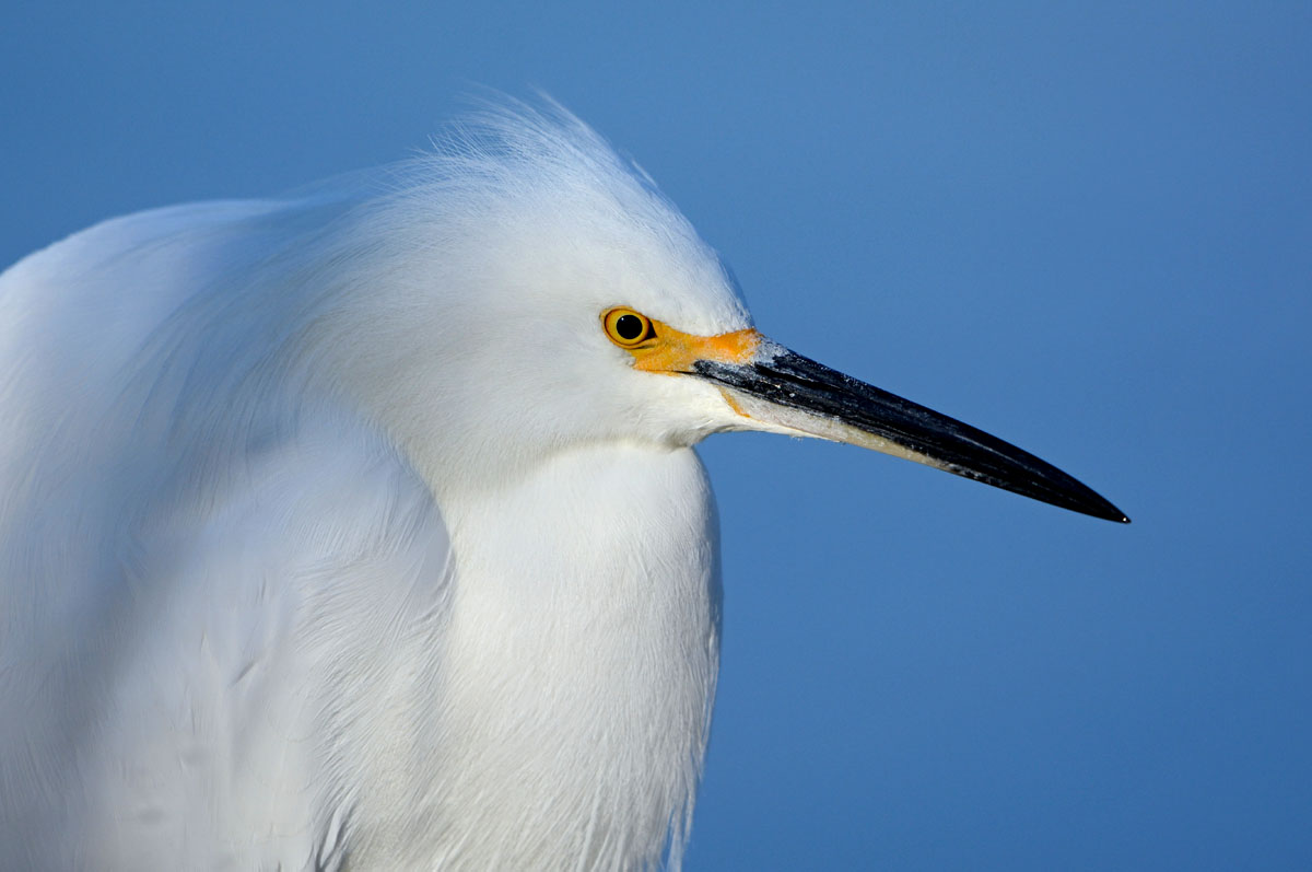 Snowy Egret