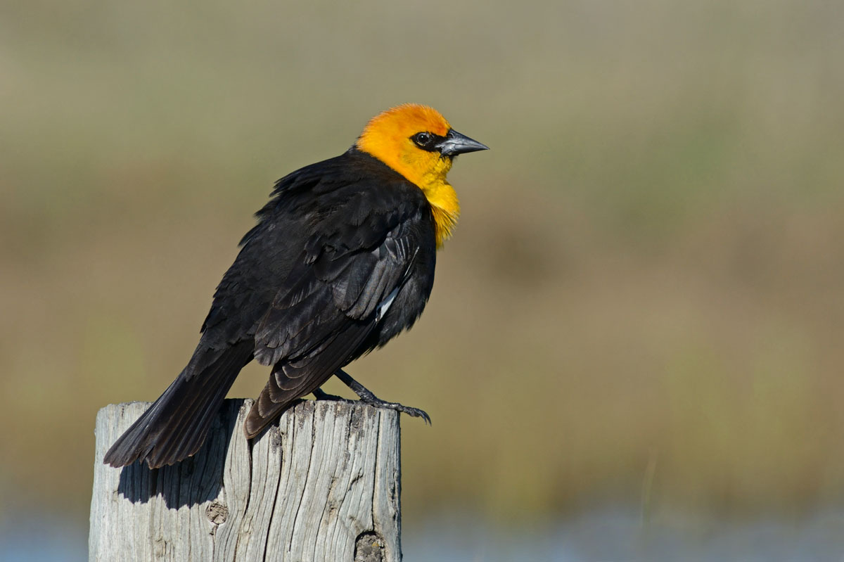 Yellow-headed Blackbird