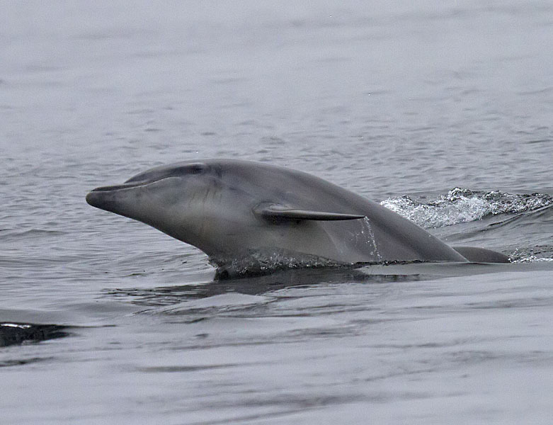 Bottlenose Dolphin