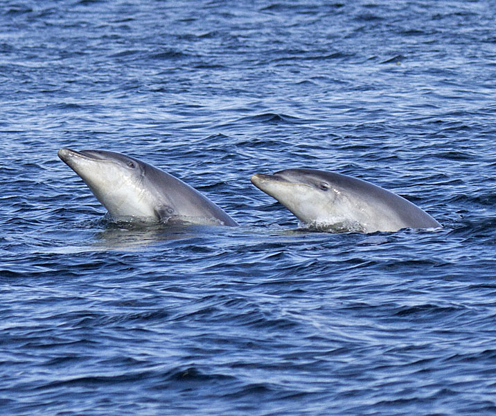 Bottlenose Dolphin