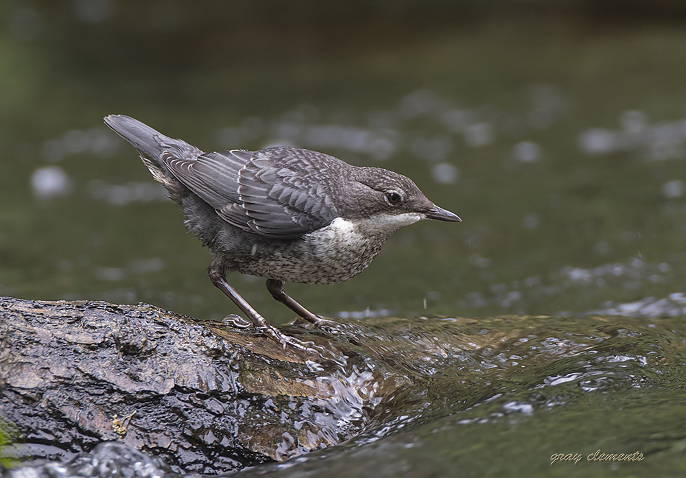  dipper (juv)