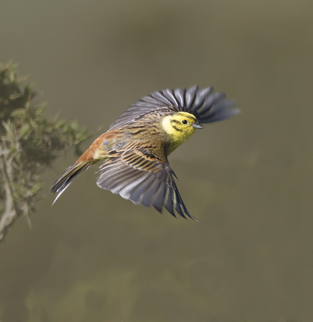 yellowhammer (m)