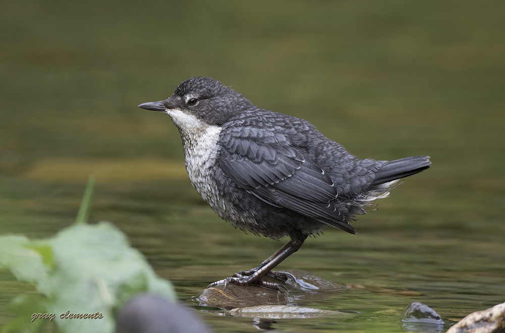  juvenile dipper