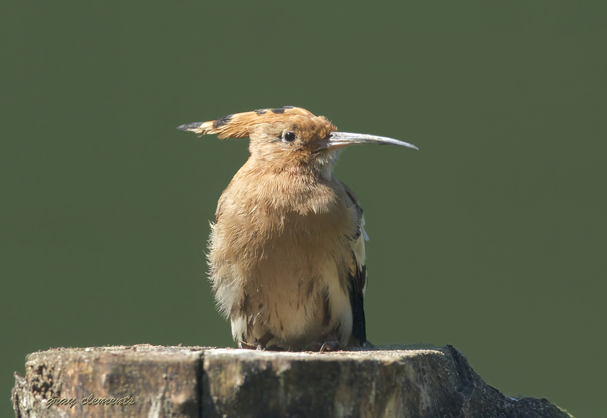  hoopoe