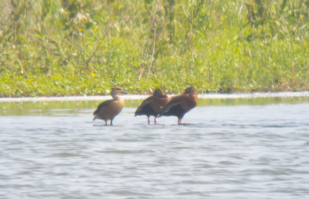 Fulvous & Black-bellied Whistling-Ducks