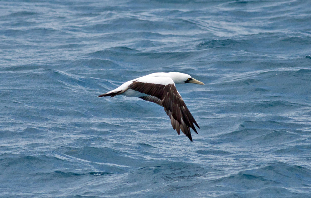Masked Booby