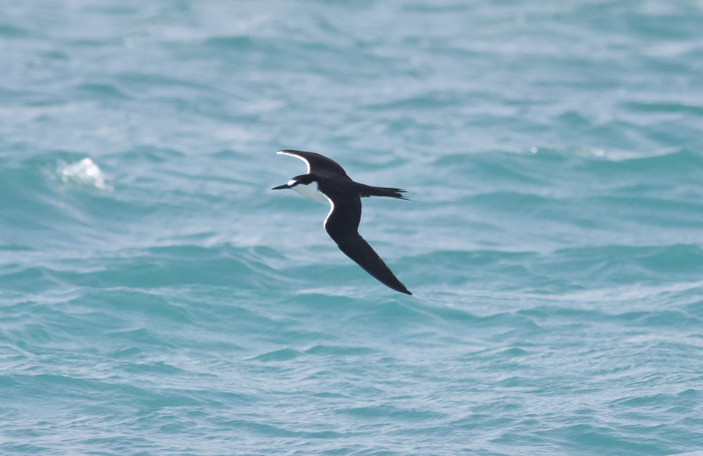 Sooty Tern