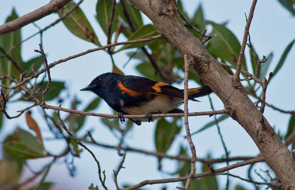 American Redstart