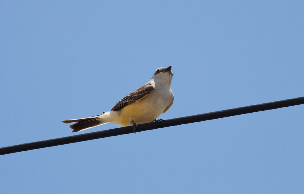 Western Kingbird x Scissor-tailed Flycatcher hybrid