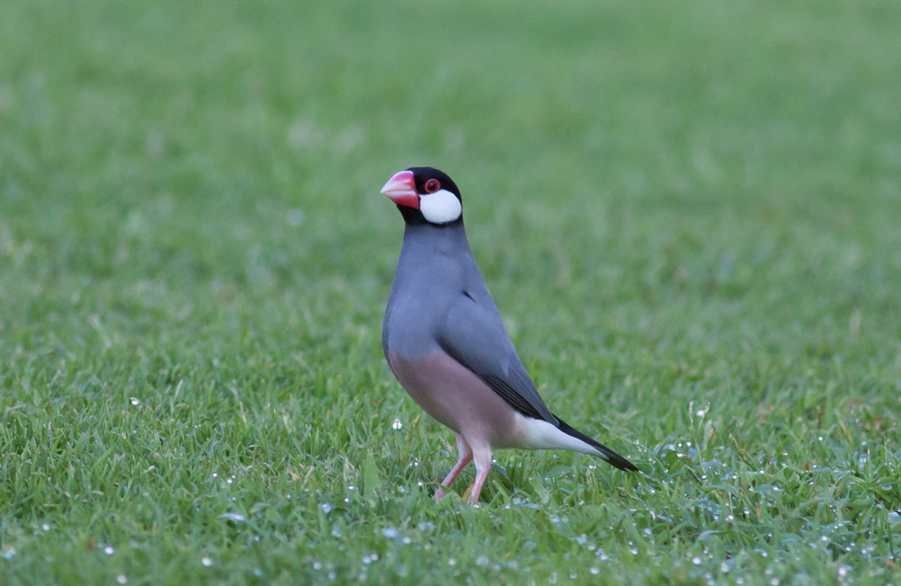 Java Sparrow