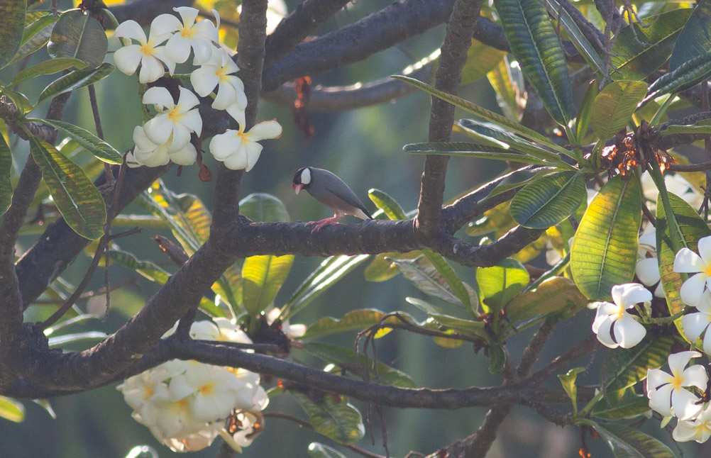 Java Sparrow