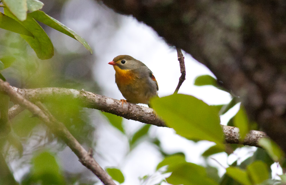 Red-billed Leithorix