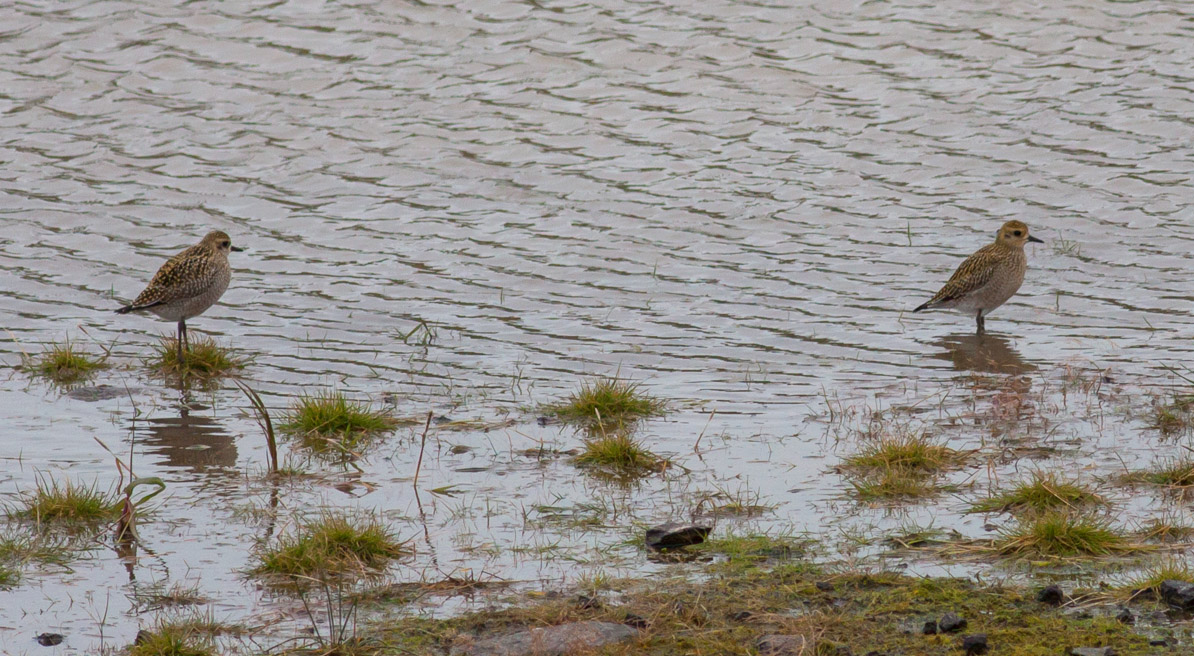 Pacific Golden-Plovers