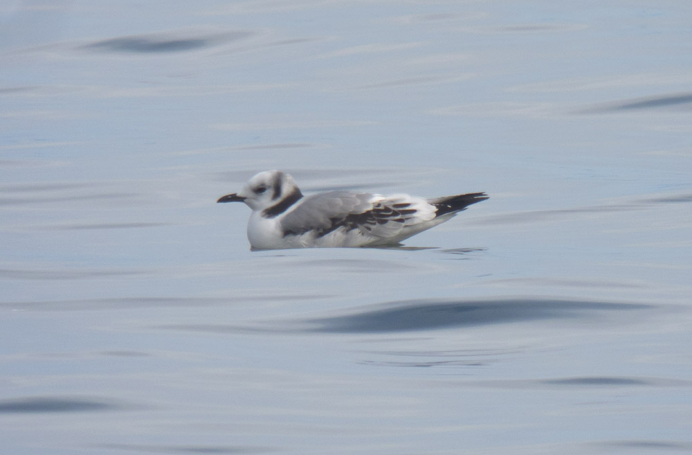 Black-legged Kittiwake