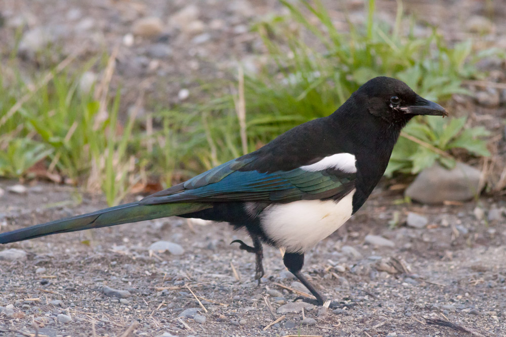 Black-billed Magpie