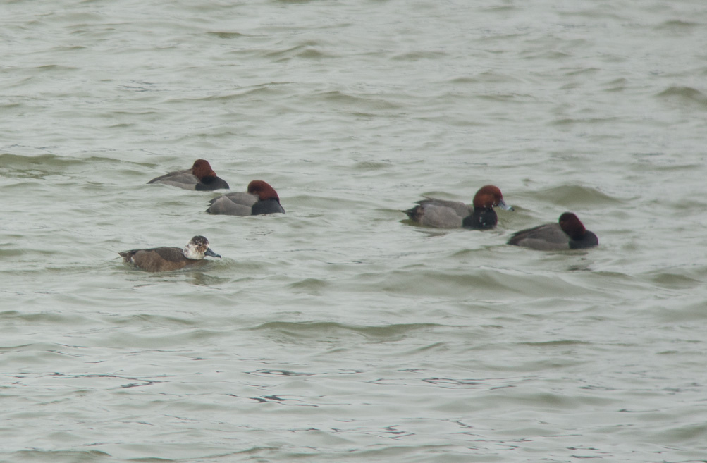 Redheads