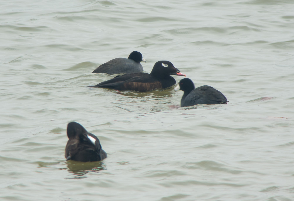 White-winged Scoters (& American Coots)