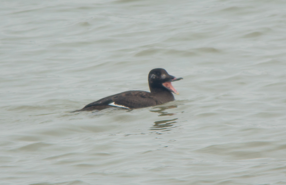 White-winged Scoter