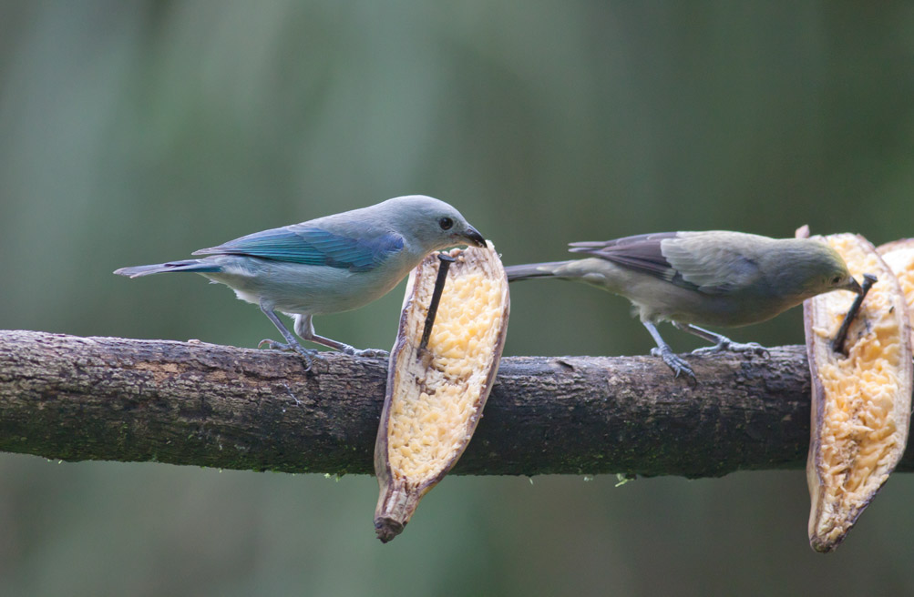 Blue-gray & Palm Tanagers