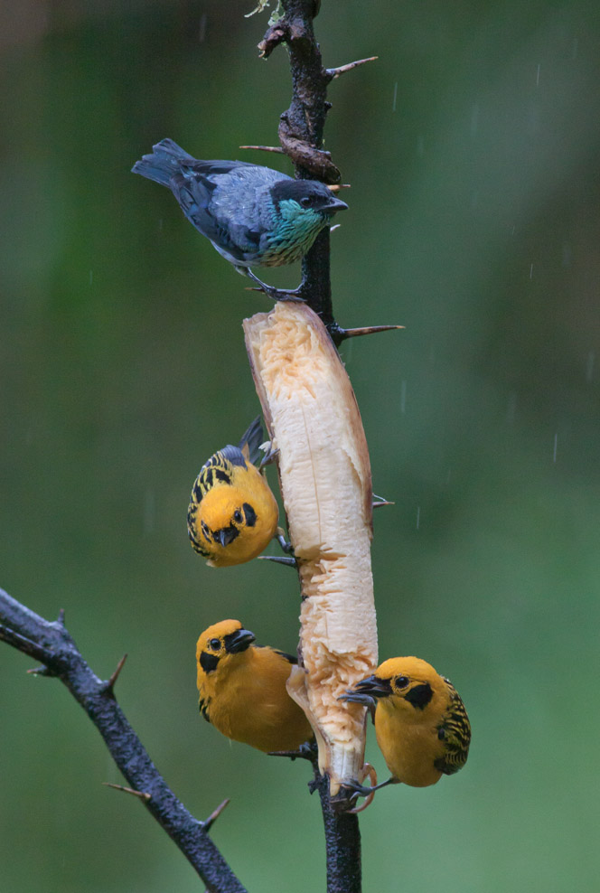 Black-capped & Golden Tanagers