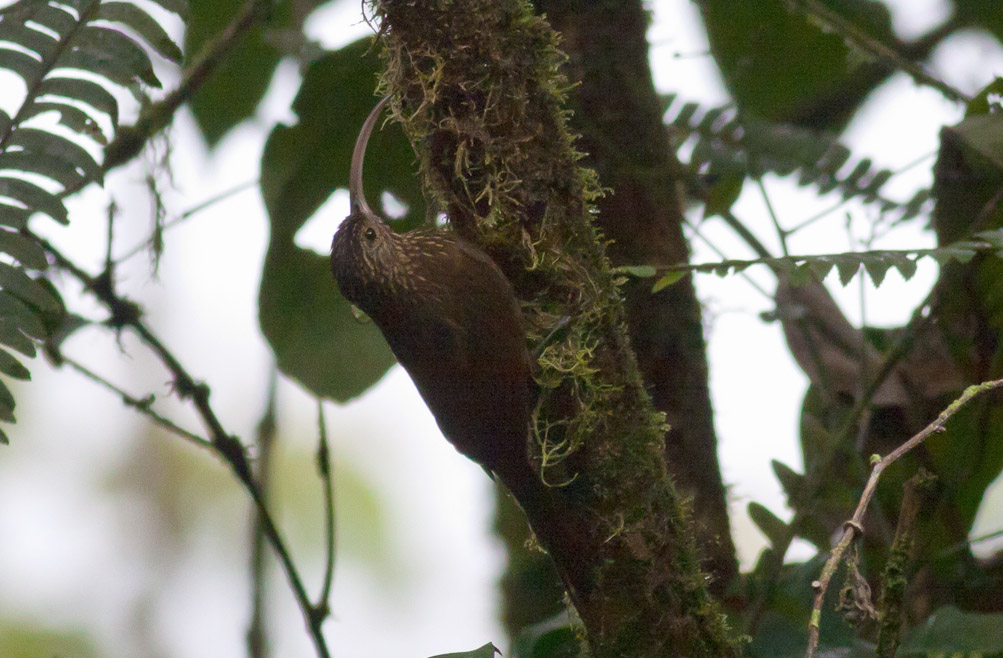 Brown-billed Scythebill