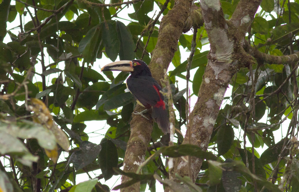 Collared (Pale-mandibled) Aracari