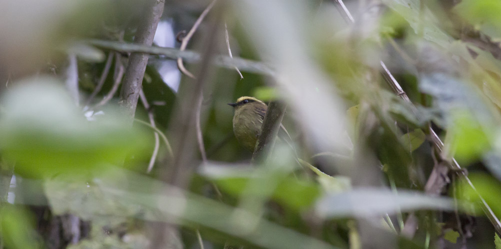 Yellow-bellied Chat-Tyrant