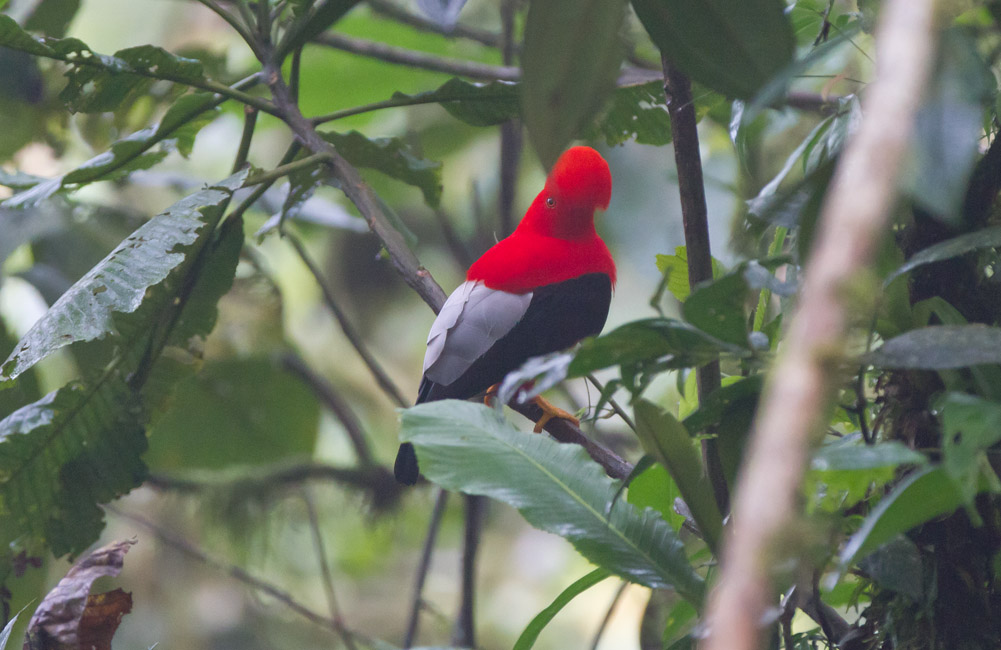 Andean Cock of the Rock