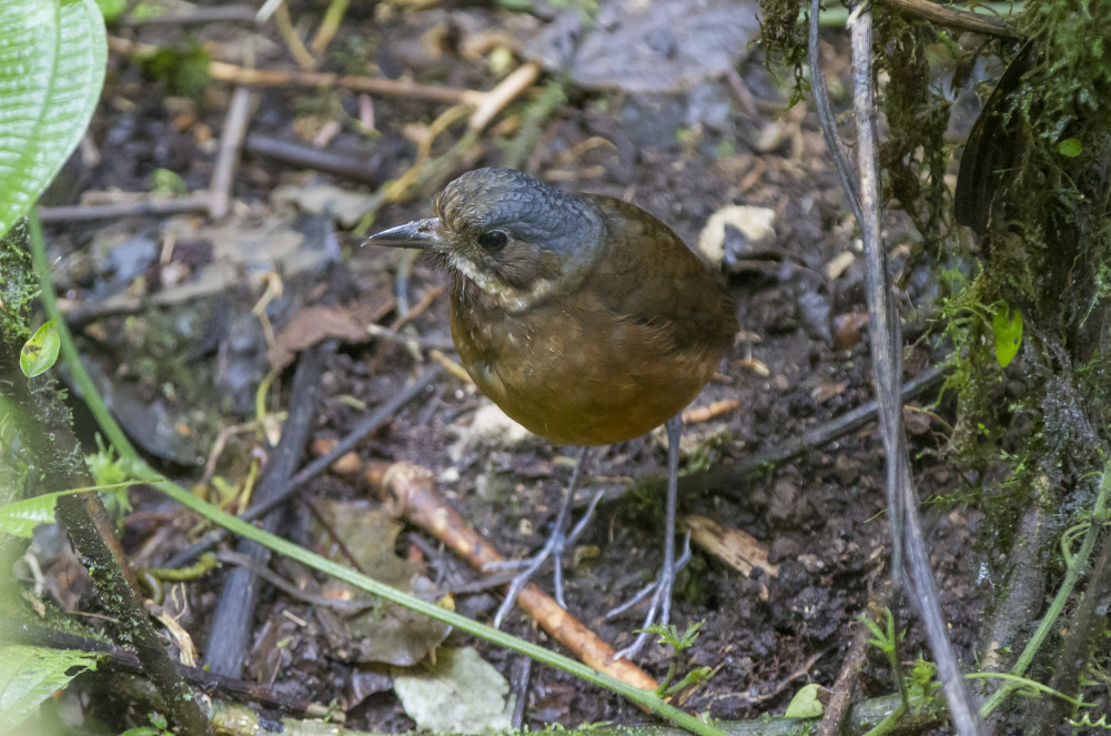 Moustached Antpitta