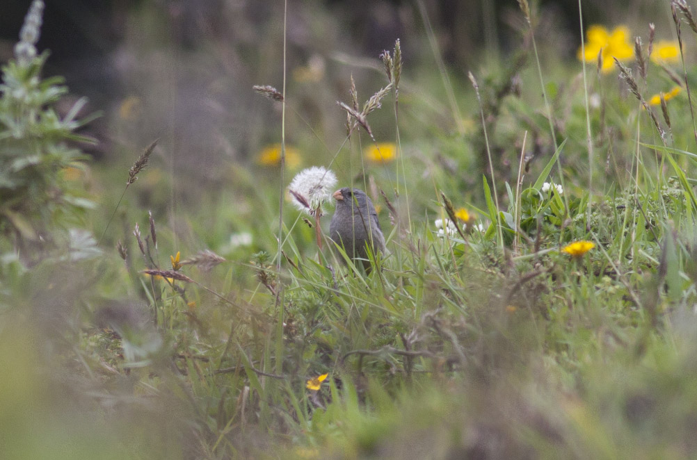 Plain-colored Seedeater