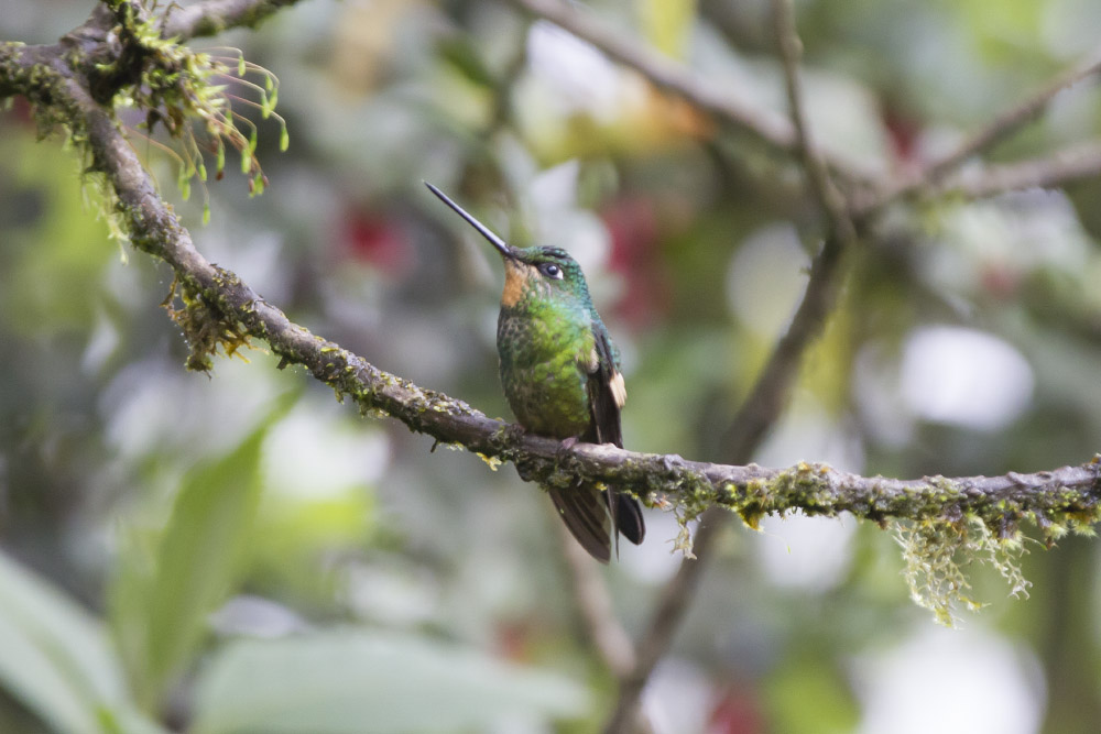 Buff-winged Starfrontlet