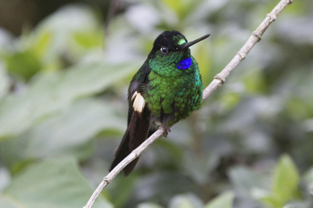 Buff-winged Starftontlet