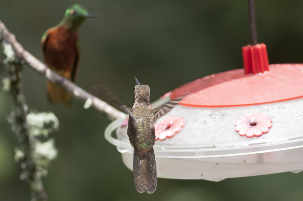 Bronzy Inca & Chestnut-breasted Coronet