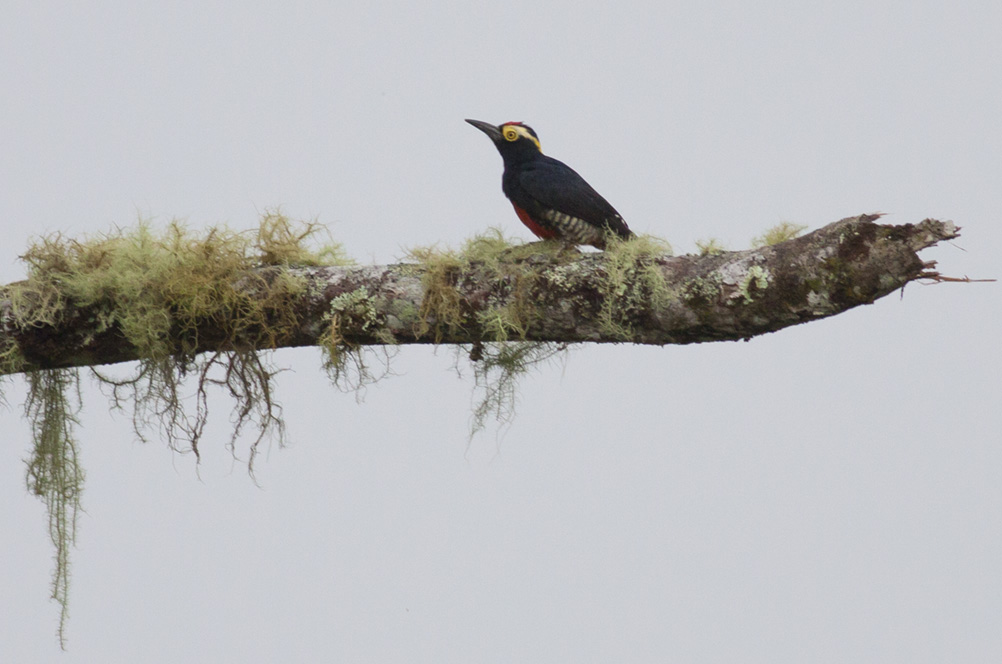 Yellow-tufted Woodpecker