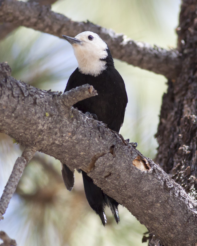 White-headed Woodpecker