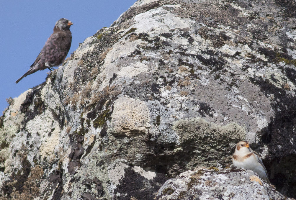 Gray-crowned Rosy-Finch & Snow Bunting