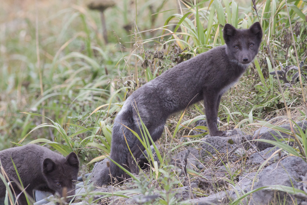 Arctic Fox