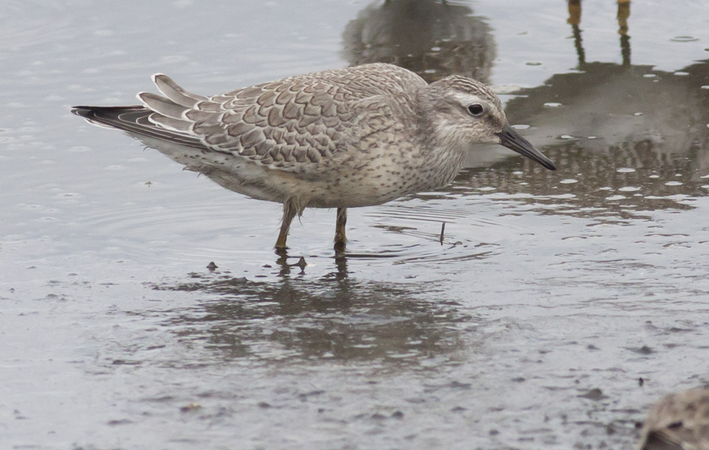 Red Knot