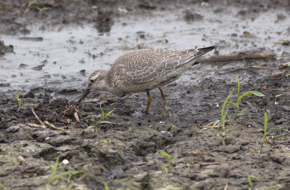 Red Knot
