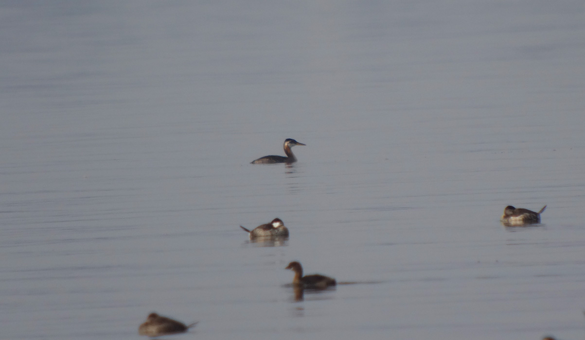 Red-necked Grebe