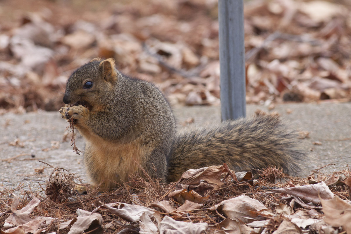 Fox Squirrel