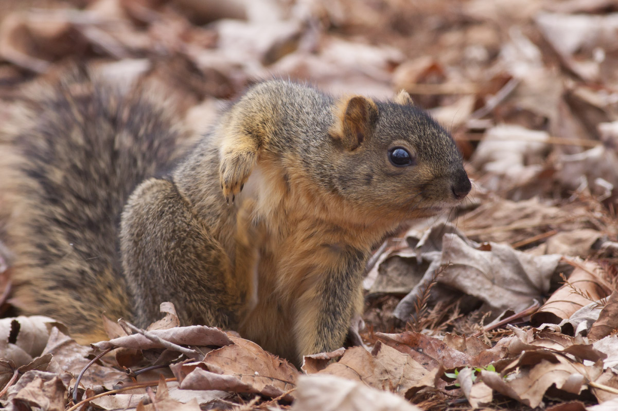 Fox Squirrel