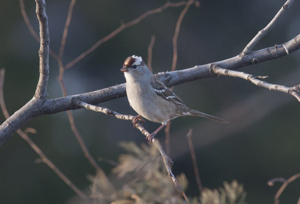 White-crowned Sparrow