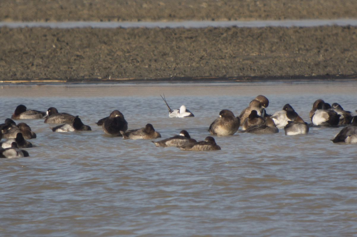 Long-tailed Duck